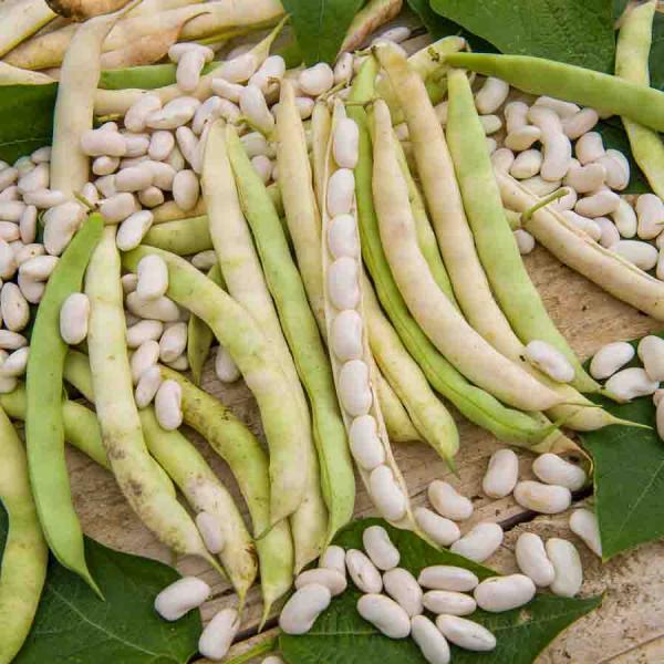 Légumes Secs - Haricot Nain à Ecosser Soissy (type Soissons Pont l'Abbé) - 10 m - face recto